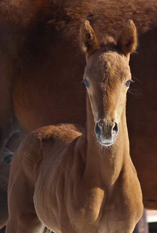 SF von Divine Etincelle