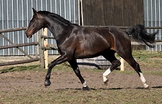 Class de Luxe Tochter